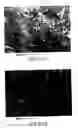 Fig. 43 - Biocompatible poly-beta-1-4-N-acetylglucosamine