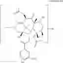 Fig. 62 - Taxane metabolites