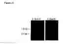Fig. 23 - TAT- 001 and methods of assessing and treating cancer