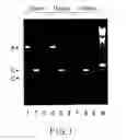 Fig. 02 - Nucleic acid molecules encoding B7-1