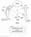 Fig. 01 - Methods And Apparatus For Treating Disorders Through Neurological And/Or Muscular Intervention