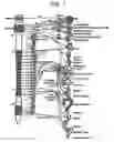 Fig. 02 - Electrical stimulation treatment of bronchial constriction