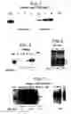 Fig. 02 - Animal model having a chimeric human liver