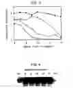 Fig. 04 - Animal model having a chimeric human liver