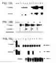 Fig. 06 - Animal model having a chimeric human liver