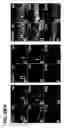 Fig. 04 - Use of regulatory sequences for specific, transient expression in neuronal determined cells