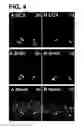 Fig. 06 - Use of regulatory sequences for specific, transient expression in neuronal determined cells