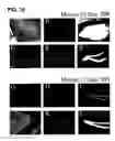 Fig. 40 - Use of regulatory sequences for specific, transient expression in neuronal determined cells