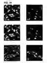 Fig. 41 - Use of regulatory sequences for specific, transient expression in neuronal determined cells