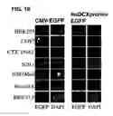 Fig. 43 - Use of regulatory sequences for specific, transient expression in neuronal determined cells