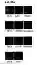 Fig. 46 - Use of regulatory sequences for specific, transient expression in neuronal determined cells