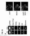 Fig. 53 - Use of regulatory sequences for specific, transient expression in neuronal determined cells