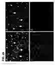 Fig. 55 - Use of regulatory sequences for specific, transient expression in neuronal determined cells