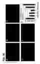 Fig. 57 - Use of regulatory sequences for specific, transient expression in neuronal determined cells