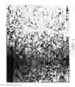 Fig. 06 - Direct rolling of cast gamma titanium aluminide alloys