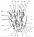 Fig. 01 - Method of producing rose saplings capable of blooming many kinds of roses on each shoot and rose saplings thus produced