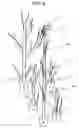 Fig. 04 - Method of producing rose saplings capable of blooming many kinds of roses on each shoot and rose saplings thus produced