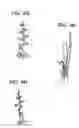 Fig. 05 - Method of producing rose saplings capable of blooming many kinds of roses on each shoot and rose saplings thus produced