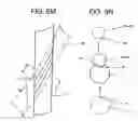 Fig. 07 - Method of producing rose saplings capable of blooming many kinds of roses on each shoot and rose saplings thus produced