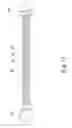 Fig. 12 - Method for manufacturing wrench handle with pressed indentation section