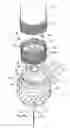 Fig. 01 - Kitchen aerator having a flow compensator
