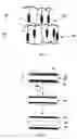 Fig. 04 - Controlled actuated membranes and methods of making same