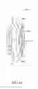 Fig. 57 - Single-piece accommodating intraocular lens system