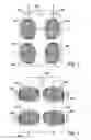Fig. 02 - Trial bidirectional wheels, tires and vehicles