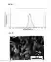 Fig. 06 - Fluorescent substance