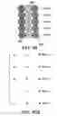 Fig. 42 - Light pipe configuration