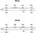 Fig. 11 - In-plane switching mode liquid crystal display device