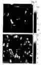 Fig. 04 - Method and apparatus for holographic refractometry