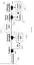 Fig. 26 - Fast Dynamic Gain Control in a Bidirectionally-Pumped Raman Fiber Amplifier