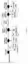 Fig. 27 - Fast Dynamic Gain Control in a Bidirectionally-Pumped Raman Fiber Amplifier