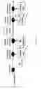 Fig. 28 - Fast dynamic gain control in a bidirectionally-pumped Raman fiber amplifier