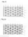 Fig. 14 - Triangular-pyramidal cube-corner retroreflective article having curved reflective lateral face