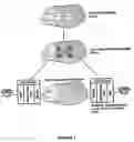 Fig. 02 - Distributed edge switching system for voice-over-packet multiservice network