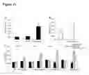 Fig. 32 - Modulation of immunity and CEACAM1 activity