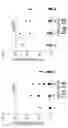 Fig. 04 - Allergen peptide fragments and use thereof