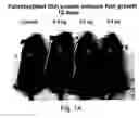 Fig. 02 - Regulation of epithelial tissue by hedgehog-like polypeptides, and formulations and uses related thereto