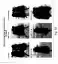 Fig. 03 - Regulation of epithelial tissue by hedgehog-like polypeptides, and formulations and uses related thereto