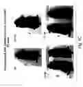 Fig. 04 - Regulation of epithelial tissue by hedgehog-like polypeptides, and formulations and uses related thereto