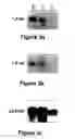 Fig. 04 - Method of modulating fertility in animals