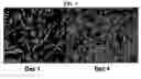 Fig. 02 - Multipotent stem cells derived from human adipose tissue and cellular therapeutic agents comprising the same