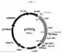 Fig. 02 - Pharmaceutical composition for treatment of immunological disorders