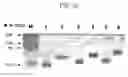 Fig. 06 - Pharmaceutical composition for treatment of immunological disorders