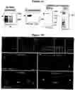 Fig. 02 - Centrosome proteins and uses thereof