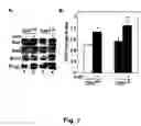 Fig. 08 - Compositions and methods for reducing infarct size