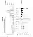 Fig. 21 - Fibroblast growth factor receptors and methods for their use