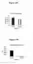 Fig. 30 - Fibroblast growth factor receptors and methods for their use